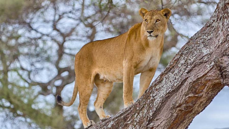 lioness