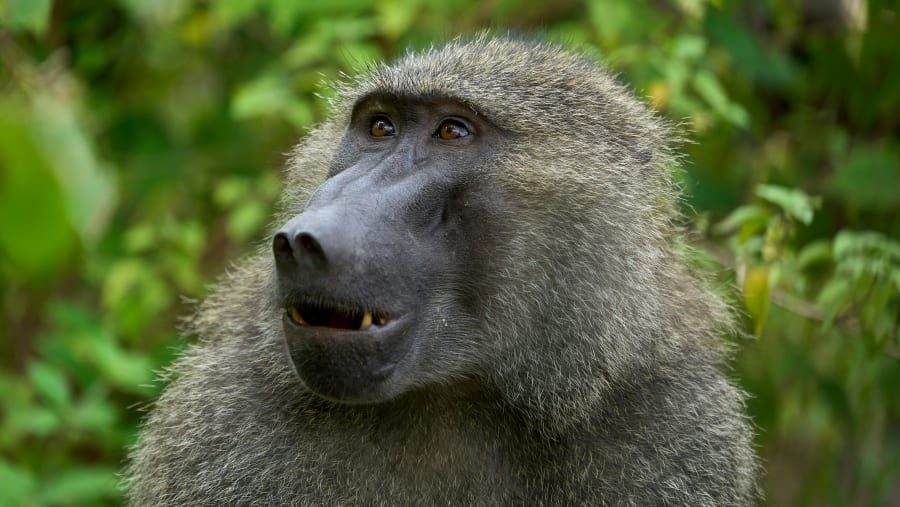 Baboon