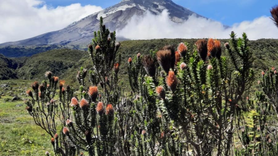 Cotopaxi National Park