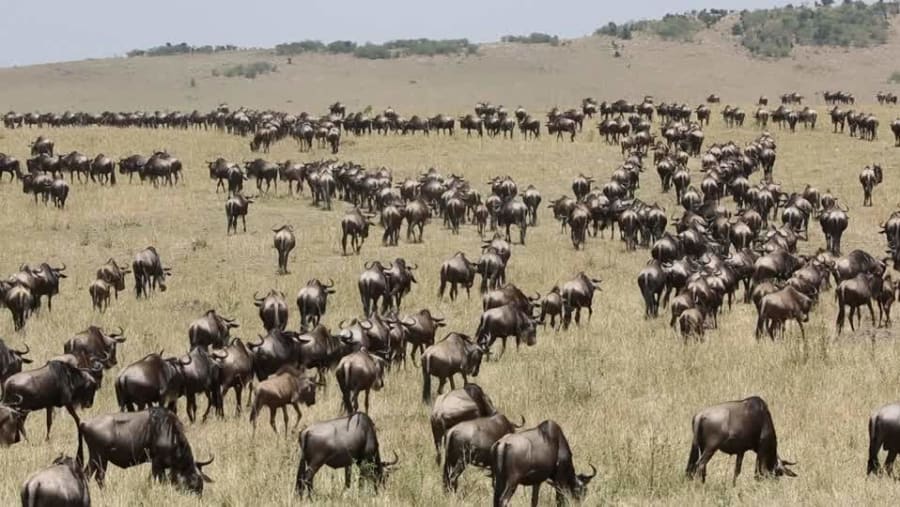 Herd grazing