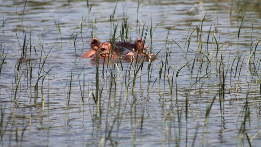 Hippo in Lake Awassa