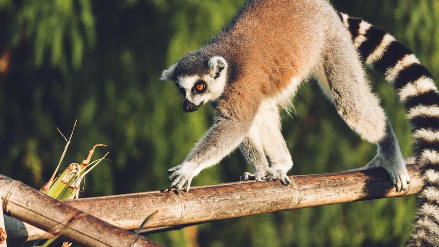 Ring-tailed Lemu