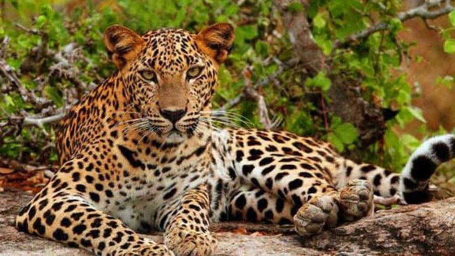 Leopard Spotting