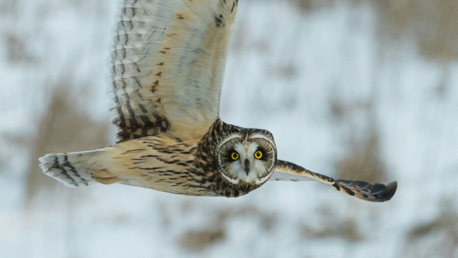 Short-eared owl