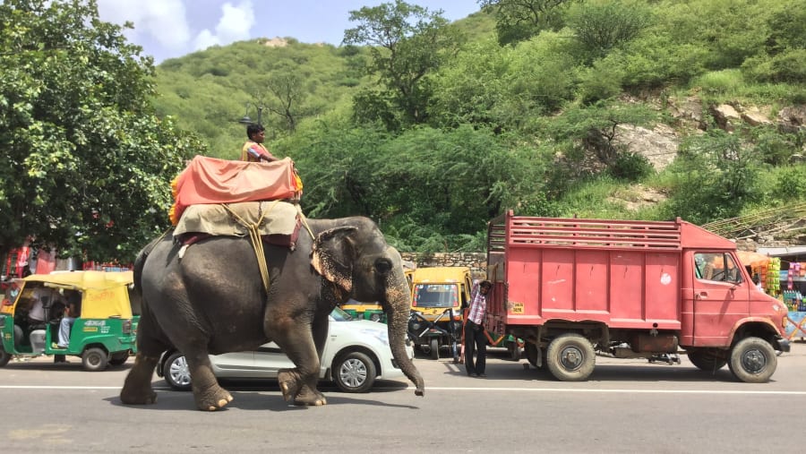 Enjoy an Elephant Ride in the City