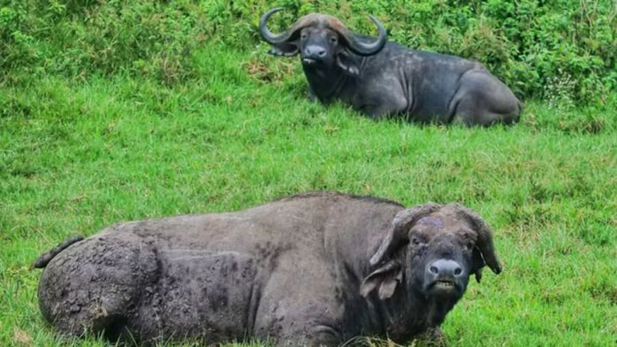 Witness the African wildlife