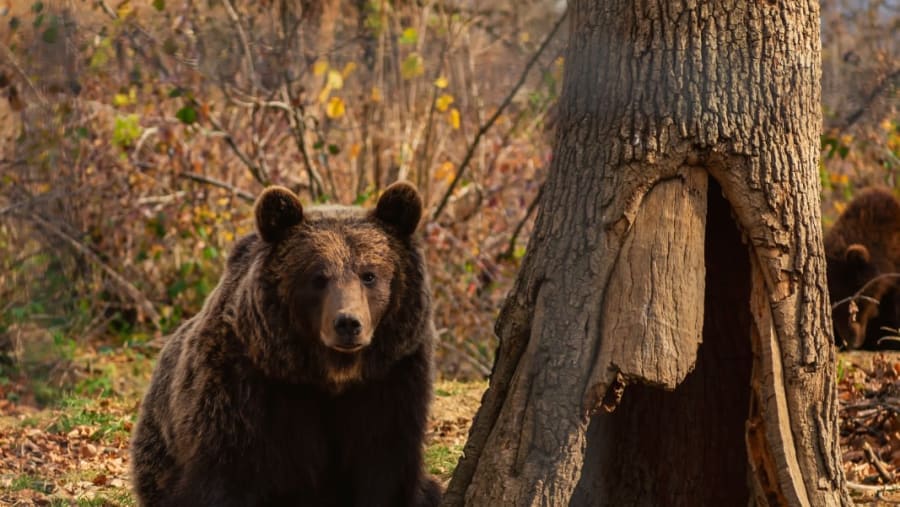 Libeary Bear Sanctuary