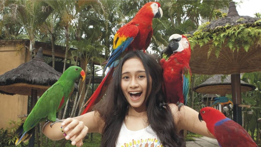 Bali Bird Park In Indonesia
