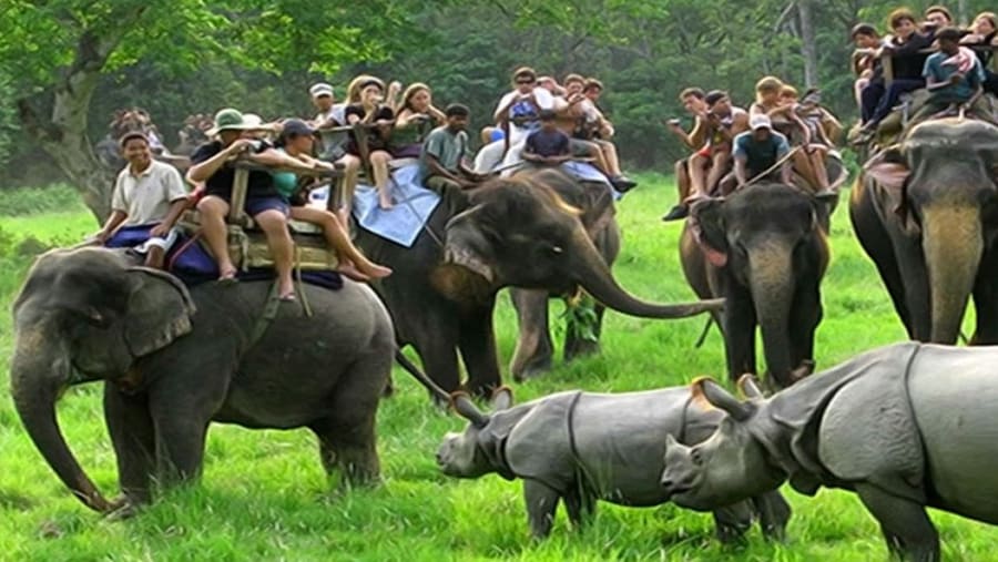 Rhinos at Kaziranga