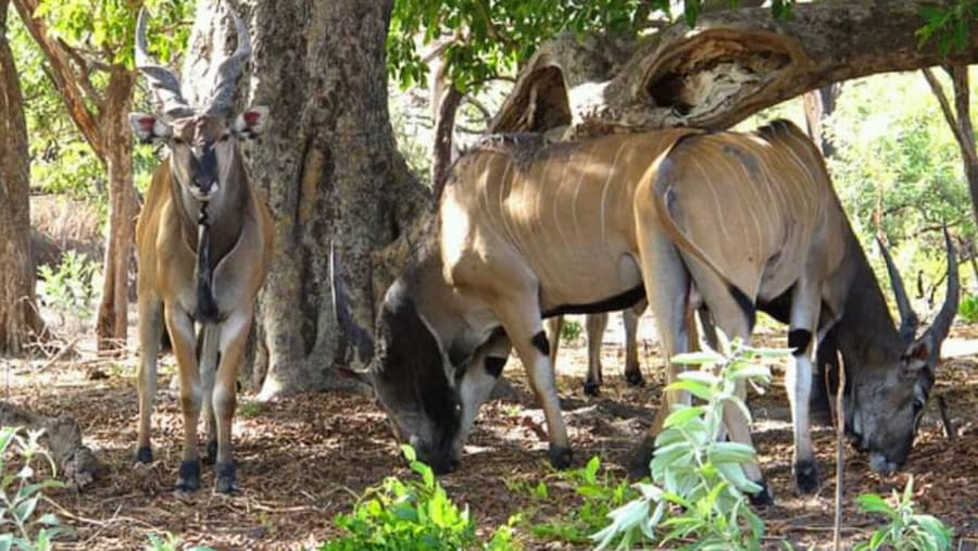 Giant Elands