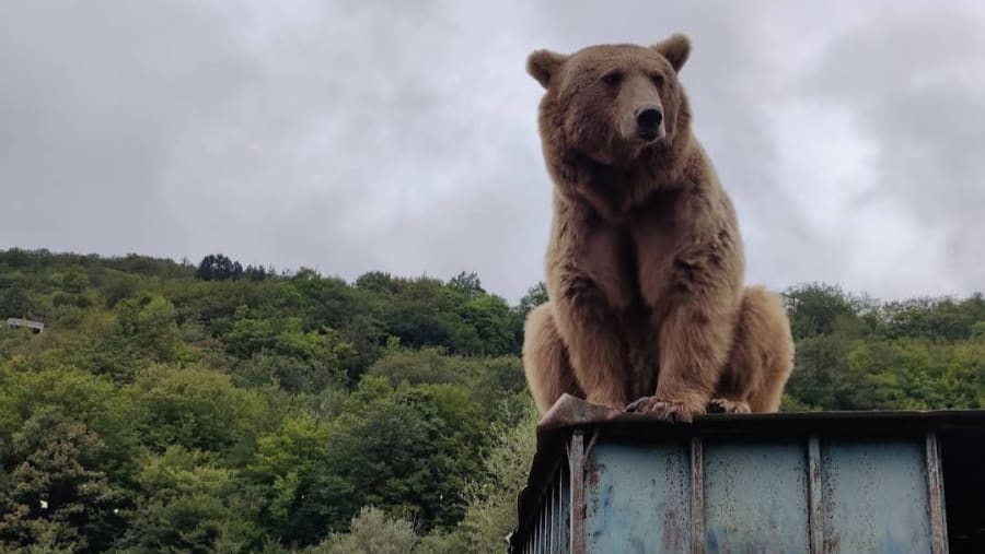 Bear shelter