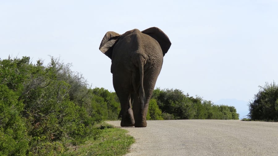 An Elephant At Serengeti National Park