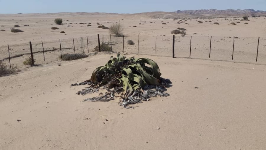 Treasure of Namib Desert