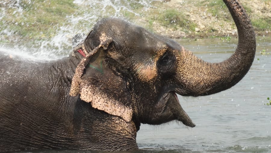 Elephant at Chitwan National Park