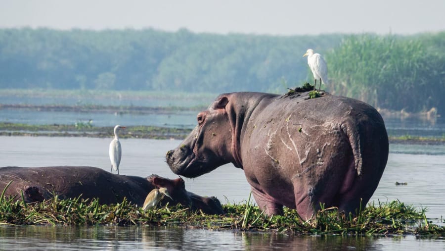 Hippo