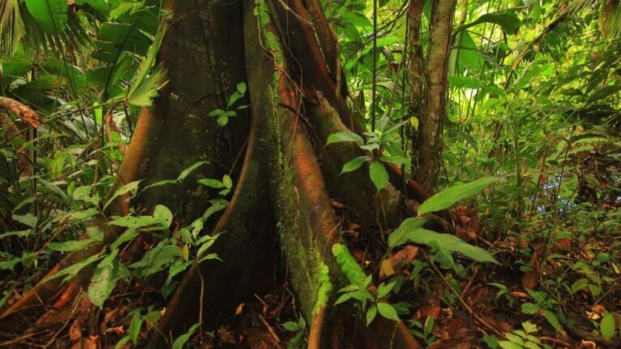 Spiritual Tree in Amazon Forests