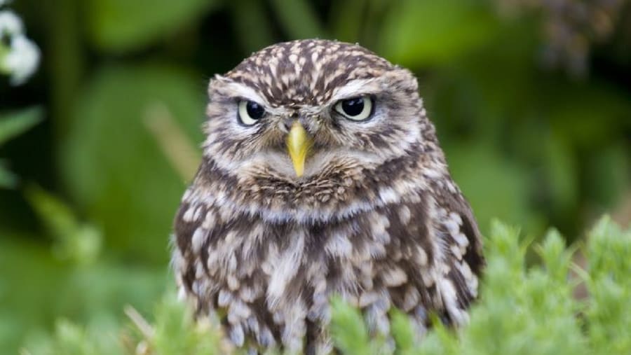 Little Owl