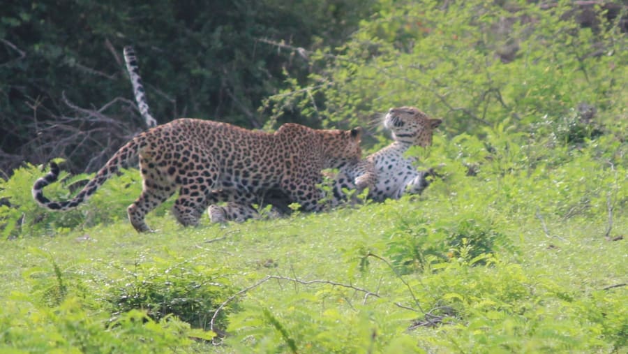 Leopards