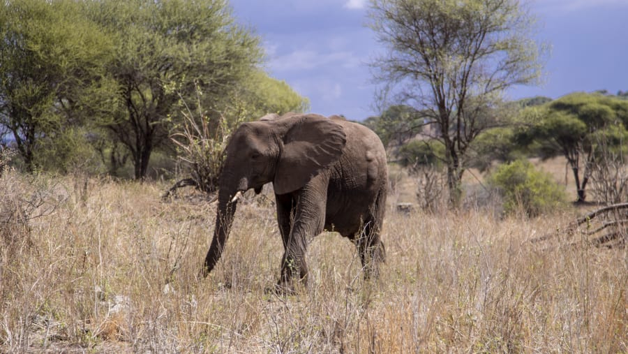 Bush Elephant