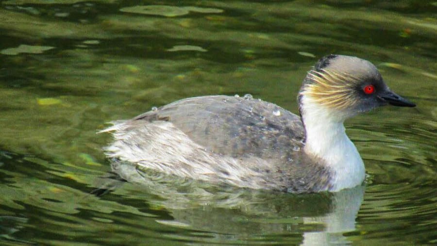 Colombian grebe