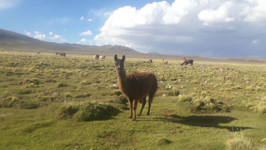 Llama
