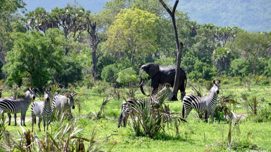 SELOUS GAME RESERVE SAFAR