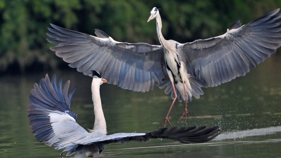 Bharatpur Bird