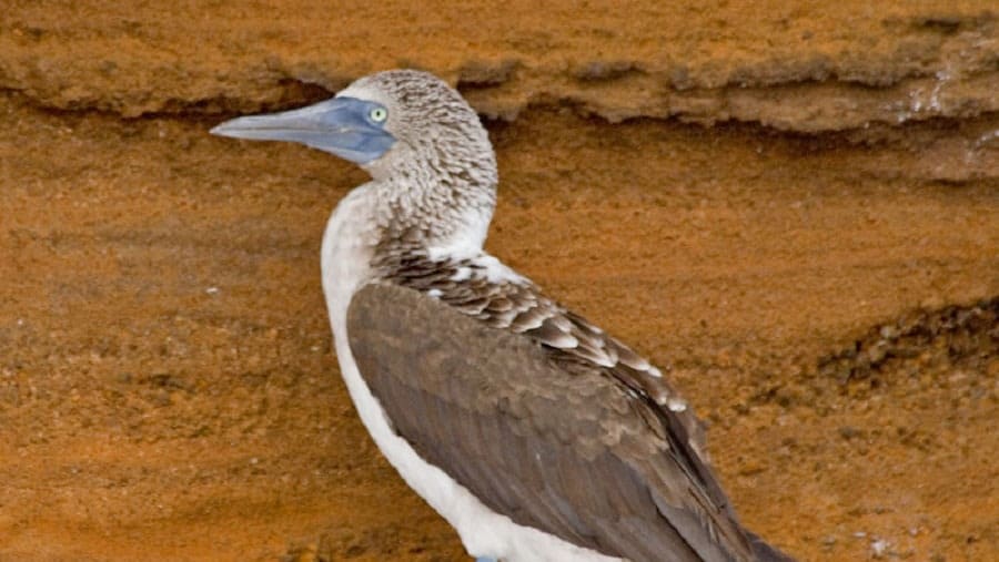 Blue-footed booby spotted in Espanola Islands