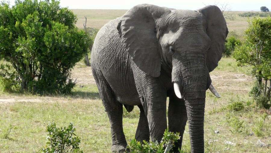 Big 5 at the Mara