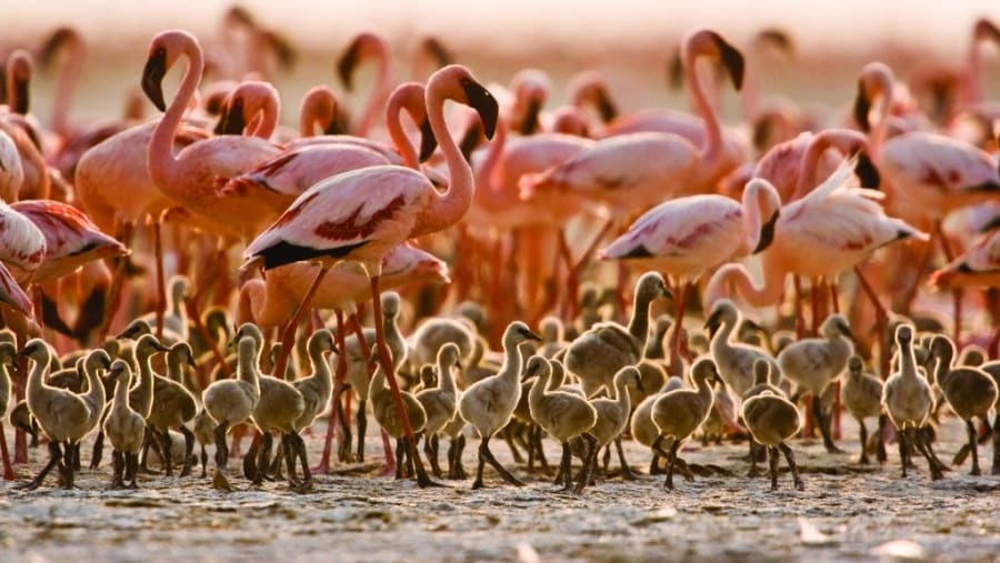 Witness the great Wildebeest Migration at Serengeti National Park