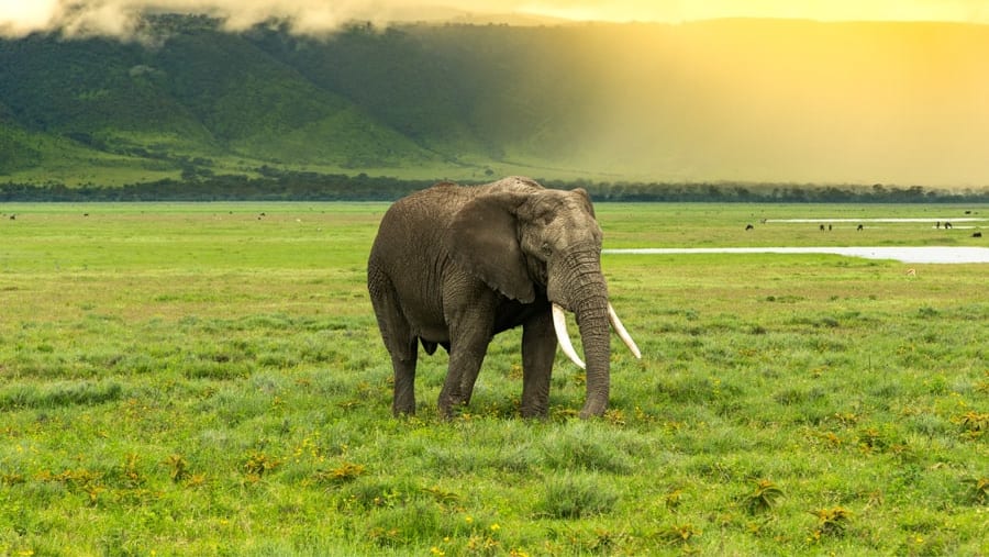 Elephant