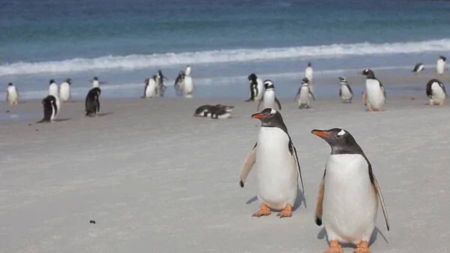 York Pout Penguins