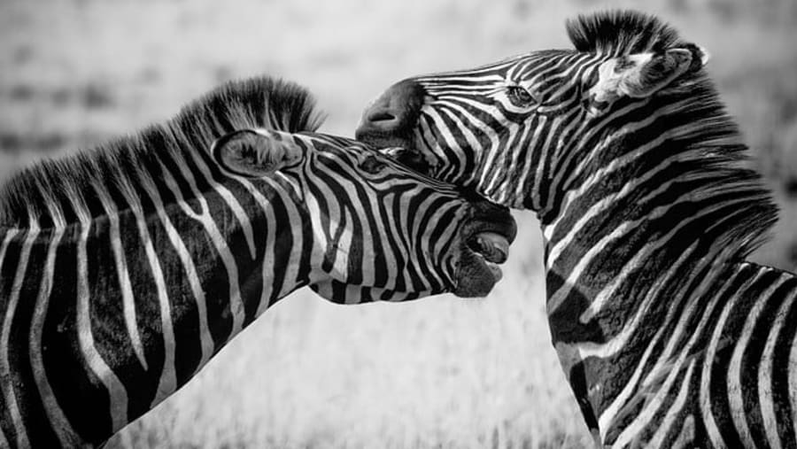 Zebras