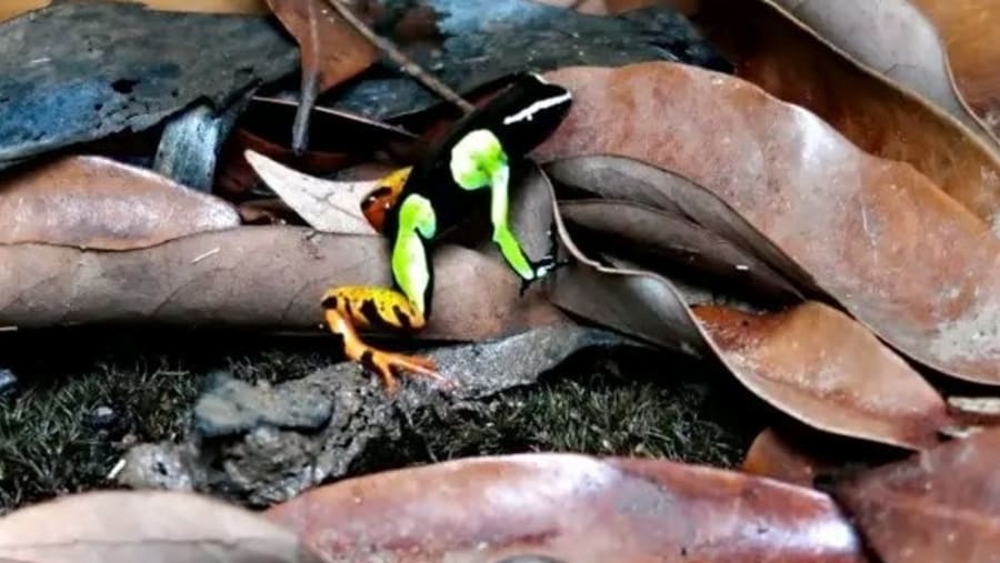 Manuella frog