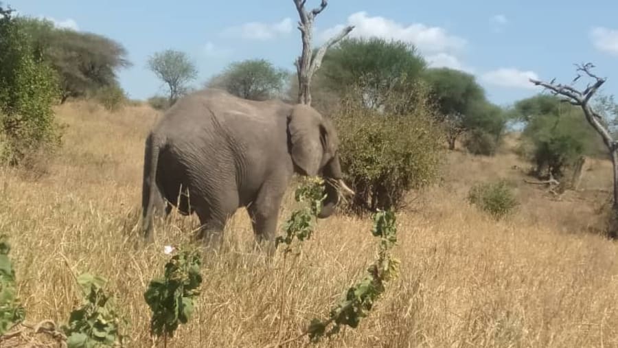 Elephant