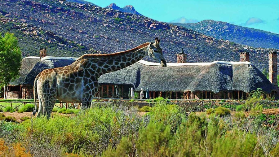 Wild giraffe