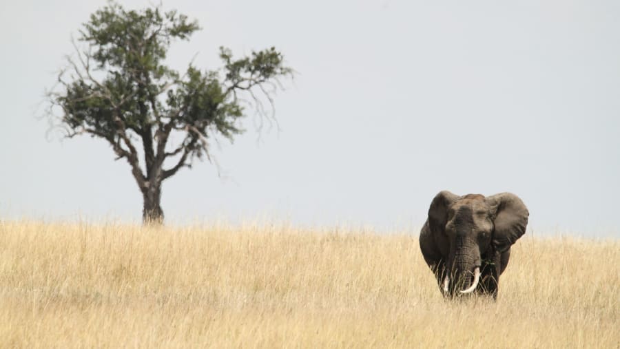 Spot African elephants during your excursion
