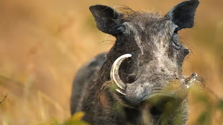 Wild Boar