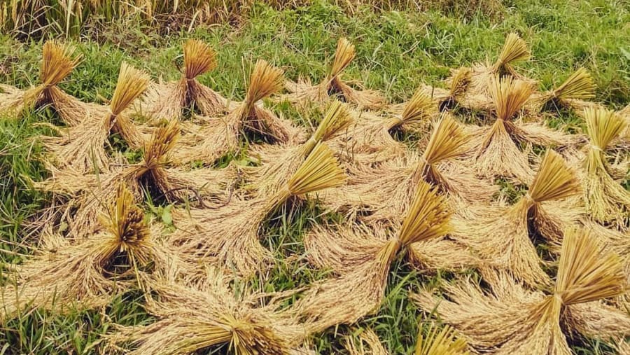 Rice Field in Toraja