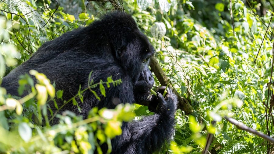 Gorilla Tracking