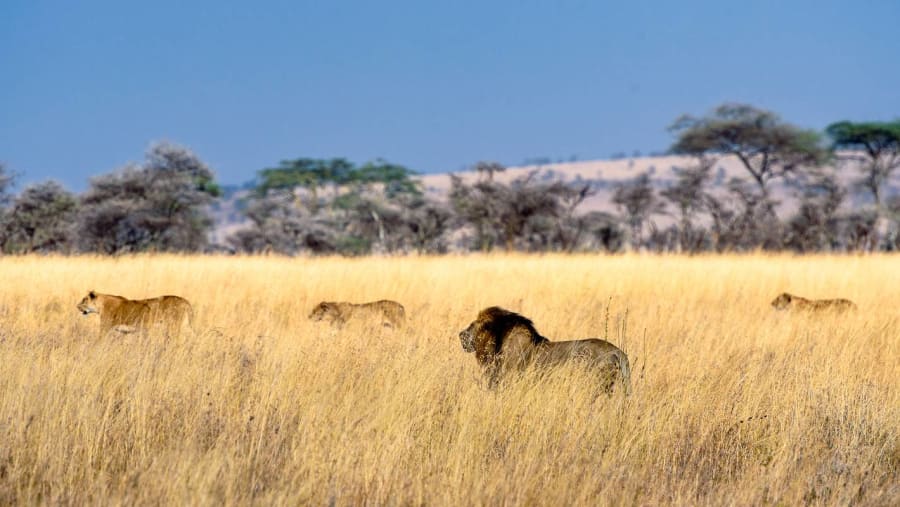 East African lion