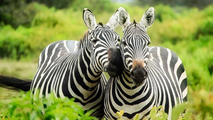 Witness the African wildlife