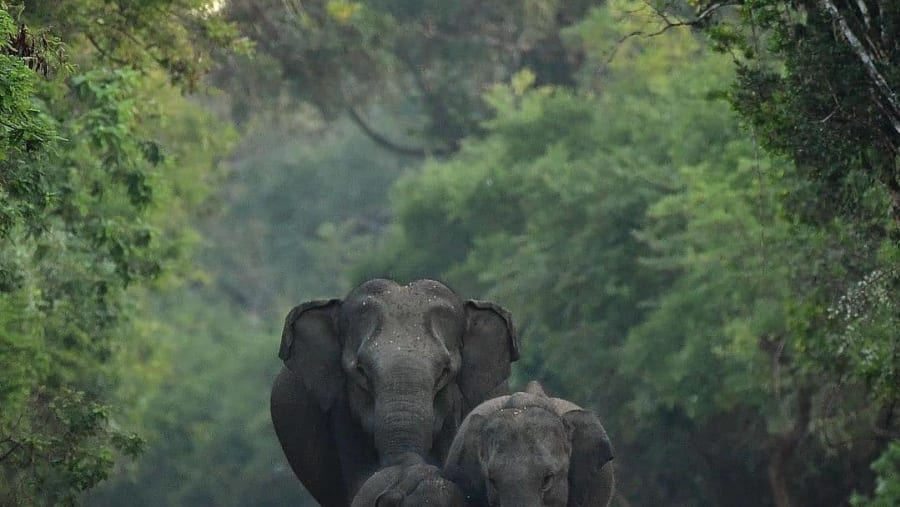 Yala National Park