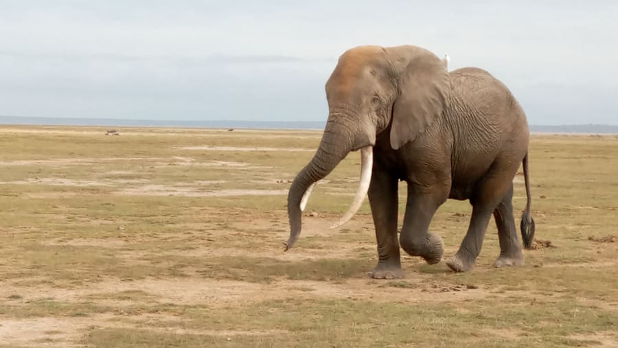 Elephant sighting in Amboseli