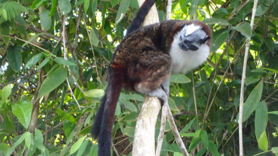 Monkey Island in Panama