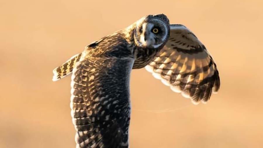 Pueo Owl