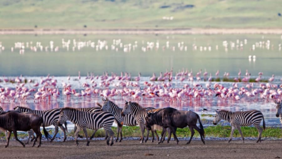 Wildlife in National Park