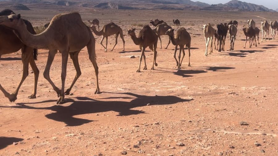 Full day Neom Tour