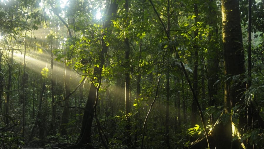 Amazon Forest