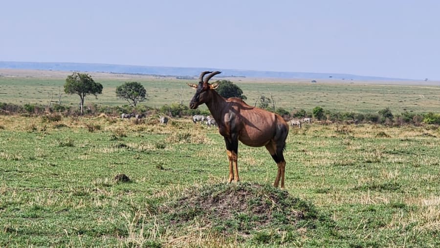 Damaliscus lunatus